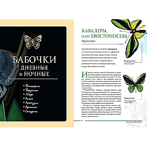 Insects of the World. Children's Encyclopedia