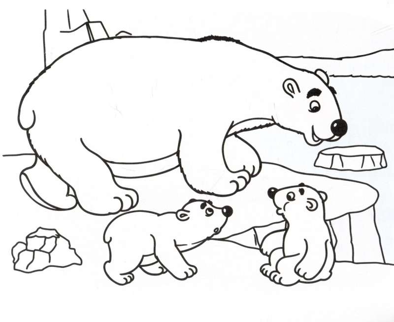 Animals