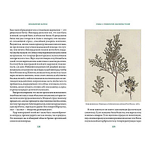 Herbology in Rus'. From Witches and Spells to Amulets and Lukomorye