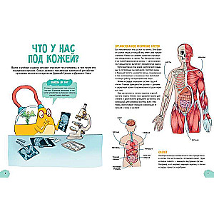 Amazing Encyclopedias. The Incredible Human Body