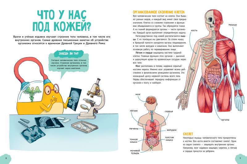 Amazing Encyclopedias. The Incredible Human Body