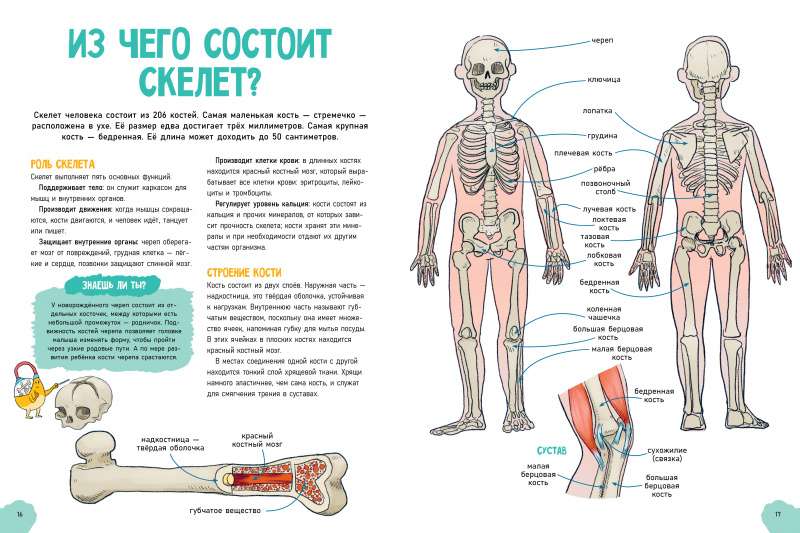 Amazing Encyclopedias. The Incredible Human Body