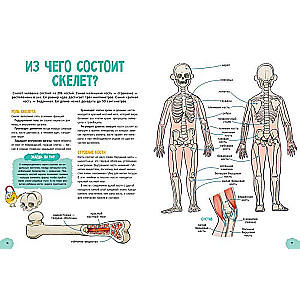 Amazing Encyclopedias. The Incredible Human Body