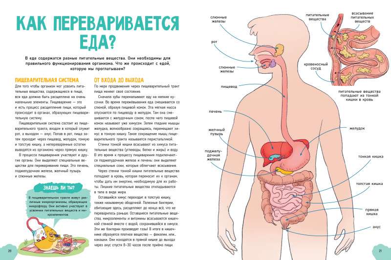 Amazing Encyclopedias. The Incredible Human Body
