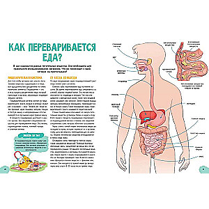 Amazing Encyclopedias. The Incredible Human Body