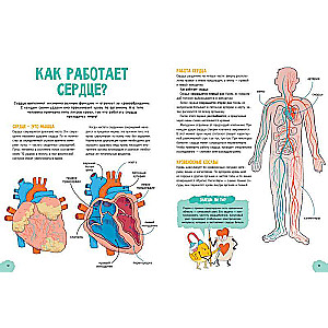 Amazing Encyclopedias. The Incredible Human Body