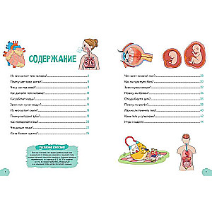 Amazing Encyclopedias. The Incredible Human Body