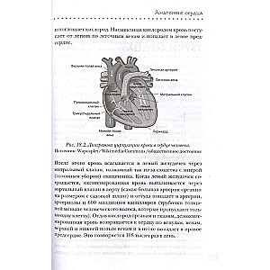 Right in the Heart. How the Main Symbol of Love Became the Main Organ of Circulation