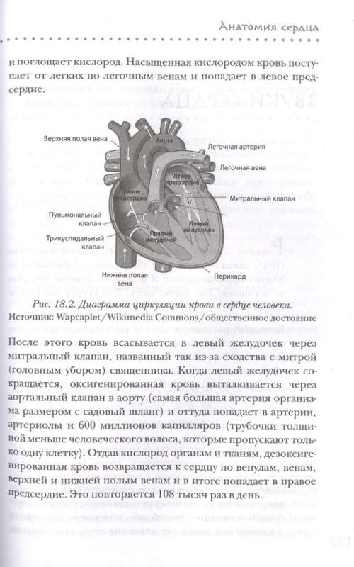 Right in the Heart. How the Main Symbol of Love Became the Main Organ of Circulation