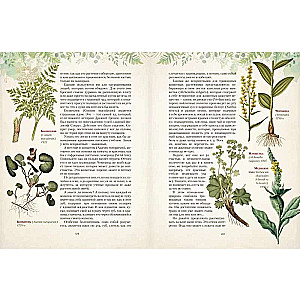 Gifts of the Russian Forest. Mushrooms, Berries, and Healing Plants