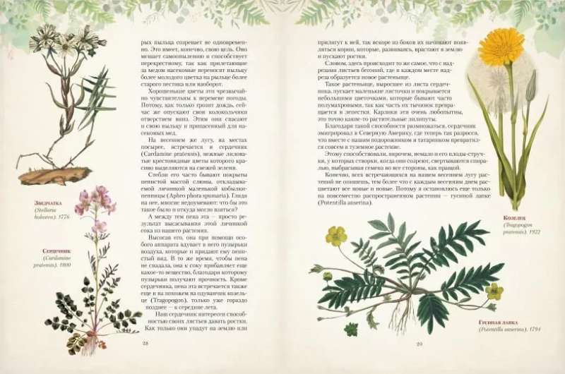 Gifts of the Russian Forest. Mushrooms, Berries, and Healing Plants