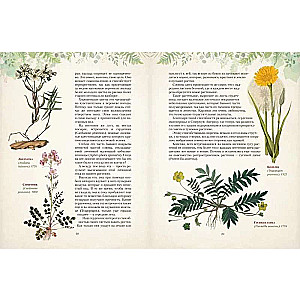 Gifts of the Russian Forest. Mushrooms, Berries, and Healing Plants
