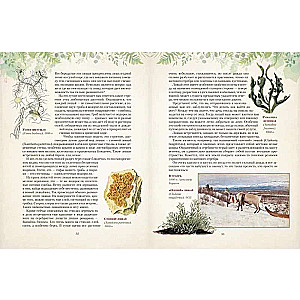 Gifts of the Russian Forest. Mushrooms, Berries, and Healing Plants