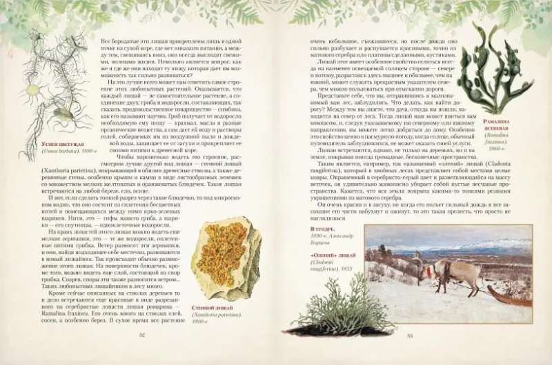 Gifts of the Russian Forest. Mushrooms, Berries, and Healing Plants