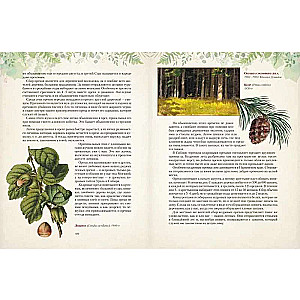 Gifts of the Russian Forest. Mushrooms, Berries, and Healing Plants
