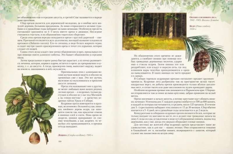 Gifts of the Russian Forest. Mushrooms, Berries, and Healing Plants
