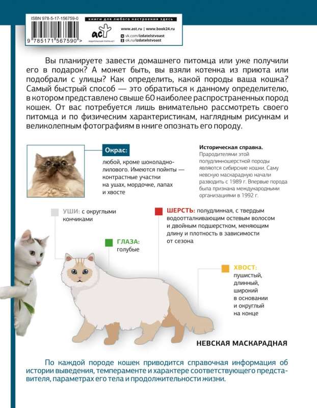 Cat Guide. Physical Characteristics and Breed Features