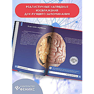 The Human Brain: The Smartest Encyclopedia