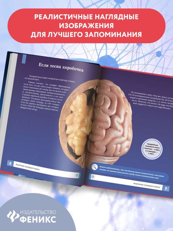 The Human Brain: The Smartest Encyclopedia