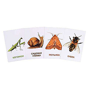 Educational Cards. Insects