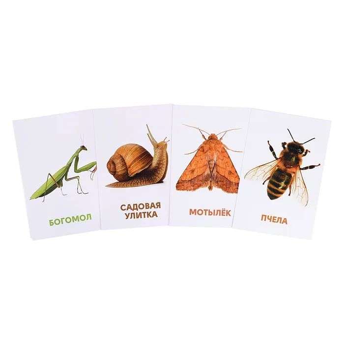 Educational Cards. Insects