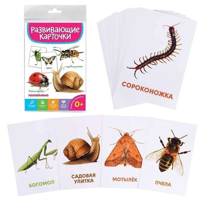 Educational Cards. Insects