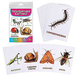 Educational Cards. Insects