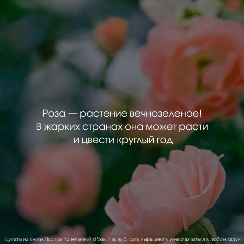 Roses. How to Choose, Grow, and Enjoy in Any Garden