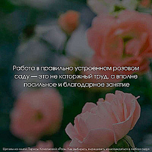 Roses. How to Choose, Grow, and Enjoy in Any Garden