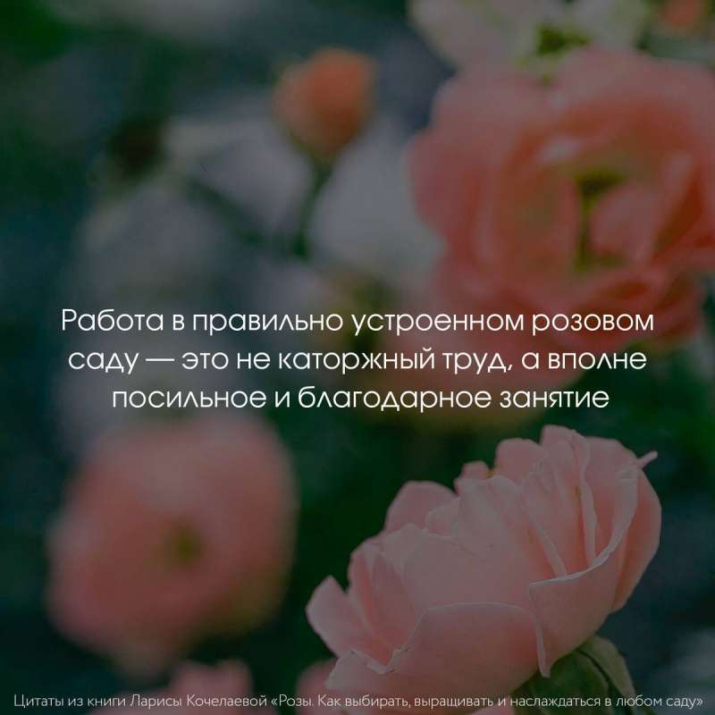 Roses. How to Choose, Grow, and Enjoy in Any Garden