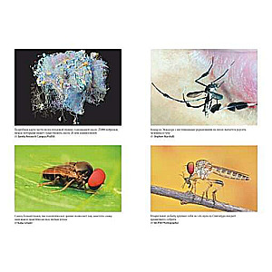 Super Flies. Amazing Stories from the Lives of the Most Successful Insects in the World