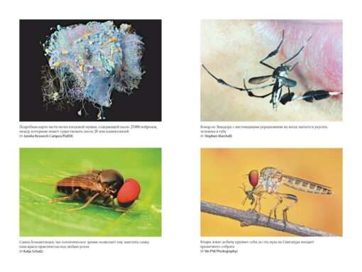Super Flies. Amazing Stories from the Lives of the Most Successful Insects in the World