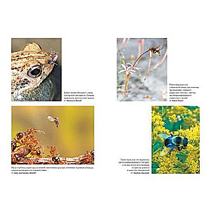 Super Flies. Amazing Stories from the Lives of the Most Successful Insects in the World