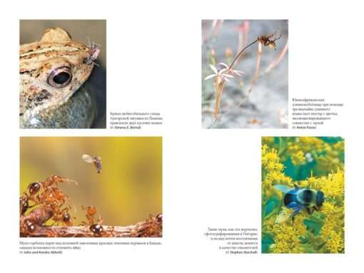 Super Flies. Amazing Stories from the Lives of the Most Successful Insects in the World