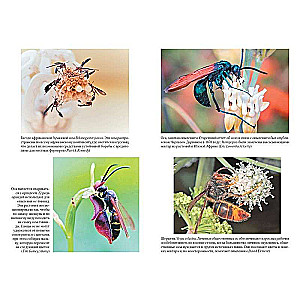 The Secrets of the Wasp Nest: The Peculiar World of the Most Underrated Insects