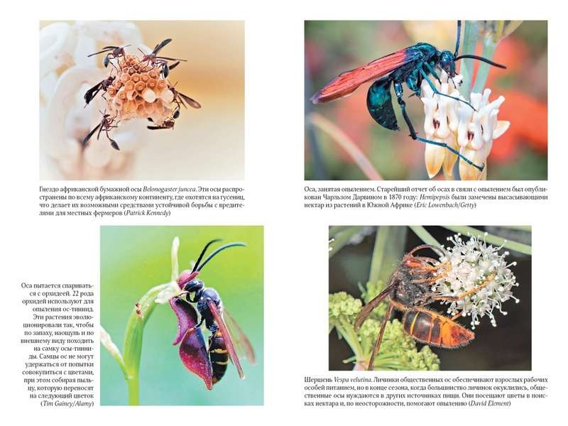 The Secrets of the Wasp Nest: The Peculiar World of the Most Underrated Insects