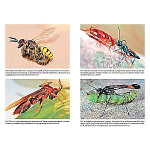 The Secrets of the Wasp Nest: The Peculiar World of the Most Underrated Insects