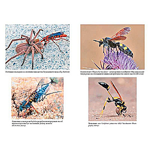 The Secrets of the Wasp Nest: The Peculiar World of the Most Underrated Insects