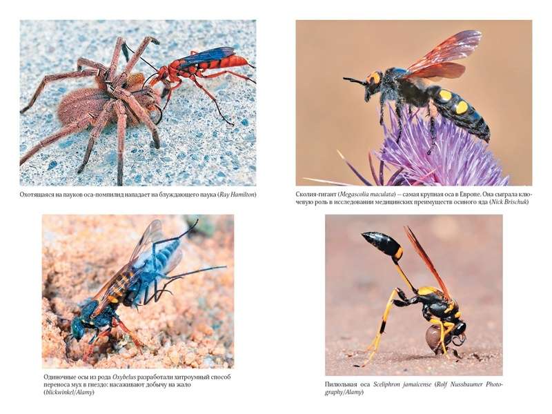 The Secrets of the Wasp Nest: The Peculiar World of the Most Underrated Insects