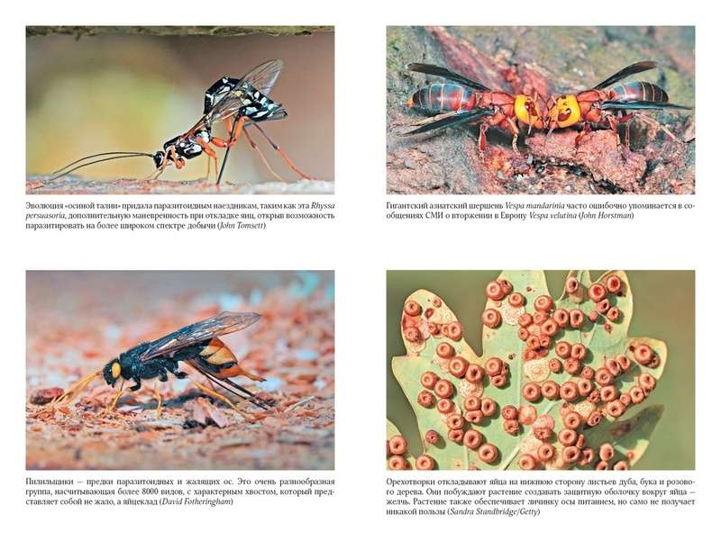 The Secrets of the Wasp Nest: The Peculiar World of the Most Underrated Insects