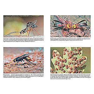 The Secrets of the Wasp Nest: The Peculiar World of the Most Underrated Insects