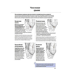 Anatomy of the Abdominal Muscles