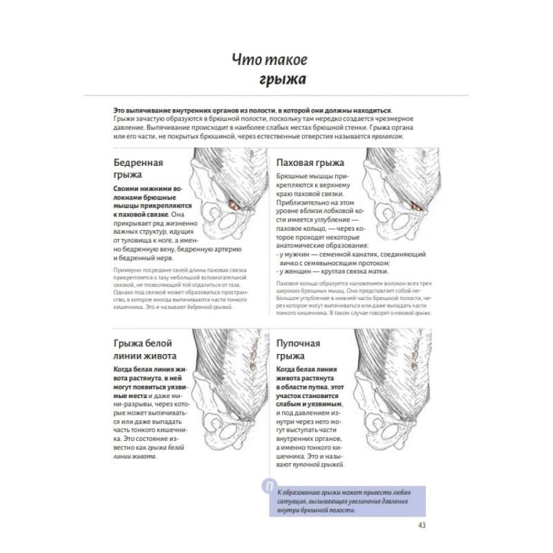 Anatomy of the Abdominal Muscles