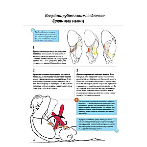 Anatomy of the Abdominal Muscles