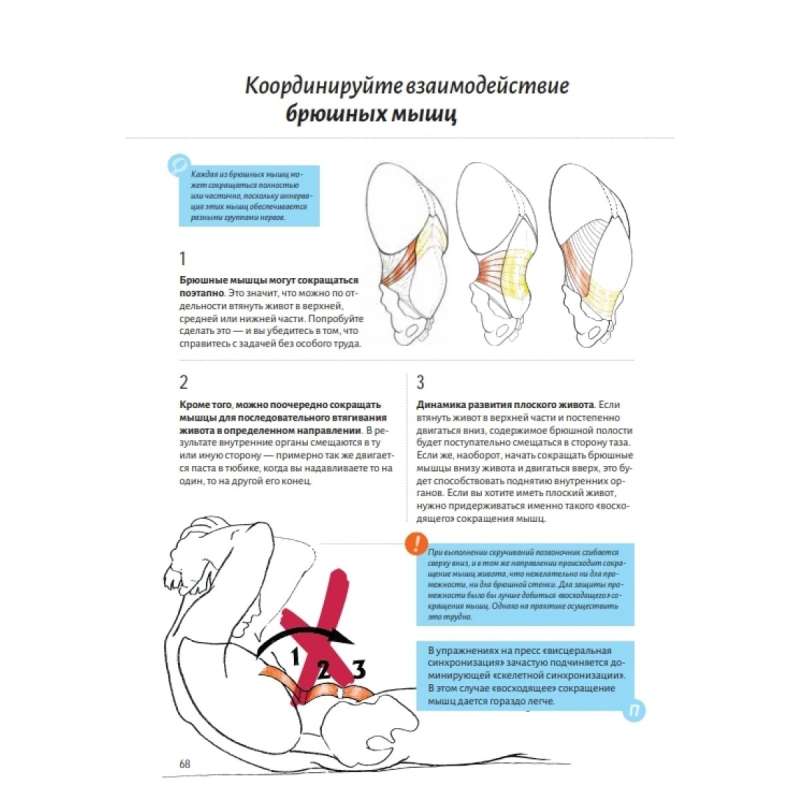 Anatomy of the Abdominal Muscles