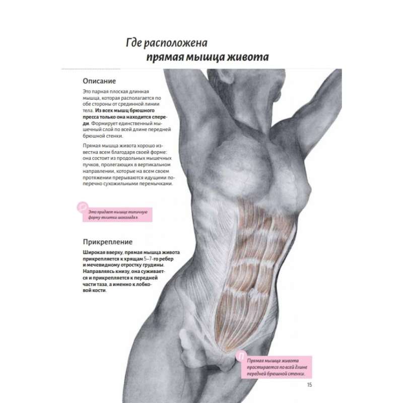 Anatomy of the Abdominal Muscles
