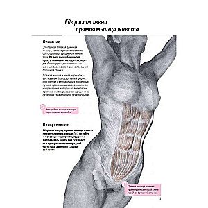 Anatomy of the Abdominal Muscles
