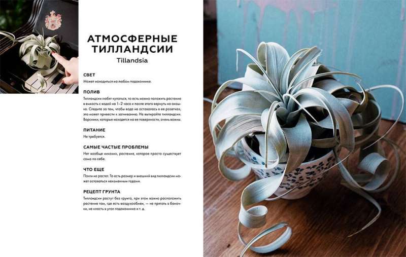 Congratulations, you have a plant. You will grow a jungle at home, even if all your exes have died