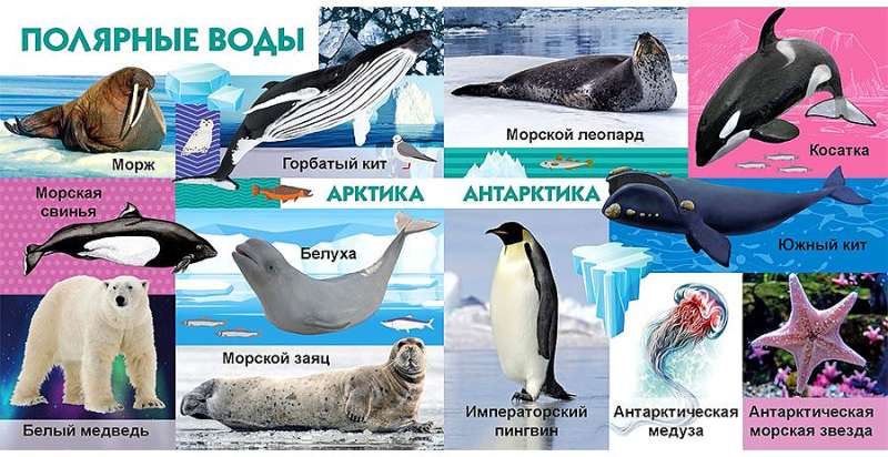 Your Favorite Books. Sea Creatures
