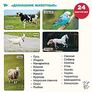 The World in the Palm of Your Hand. Educational Cards. Domestic Animals and Musical Instruments